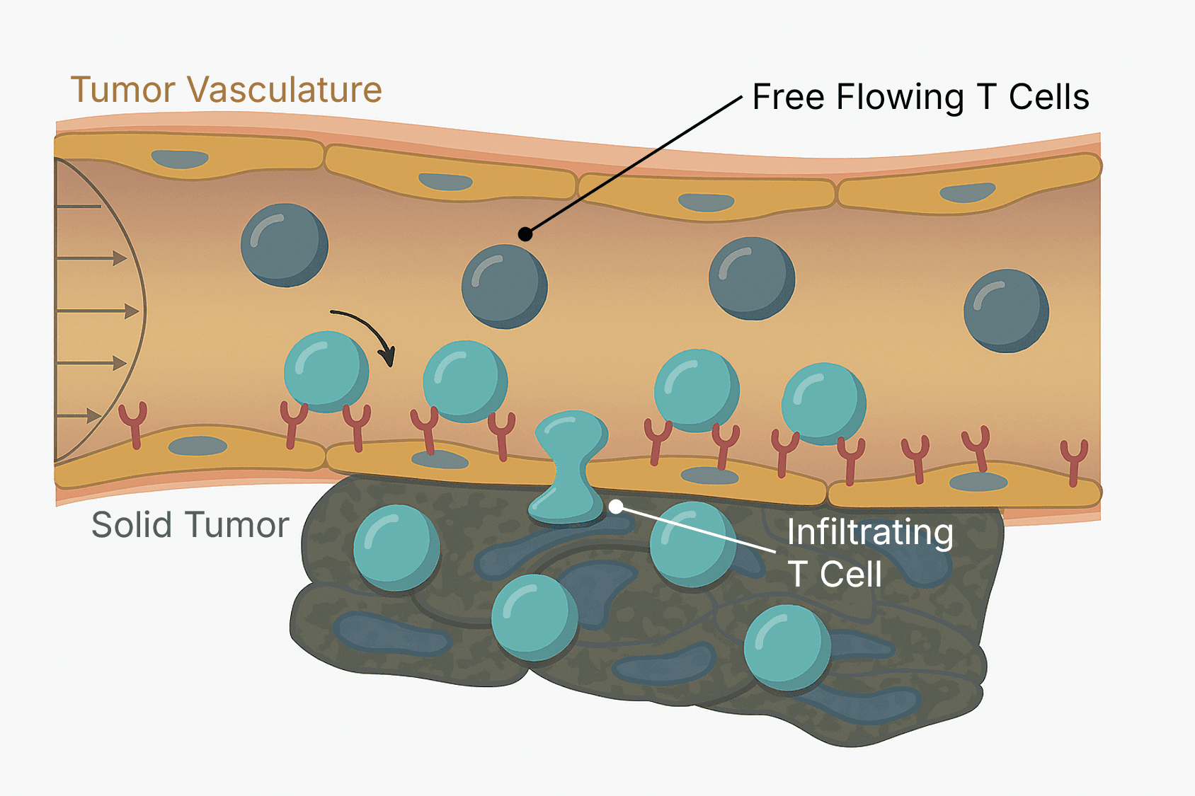 Tumor vasculature diagram showing T cell infiltration process